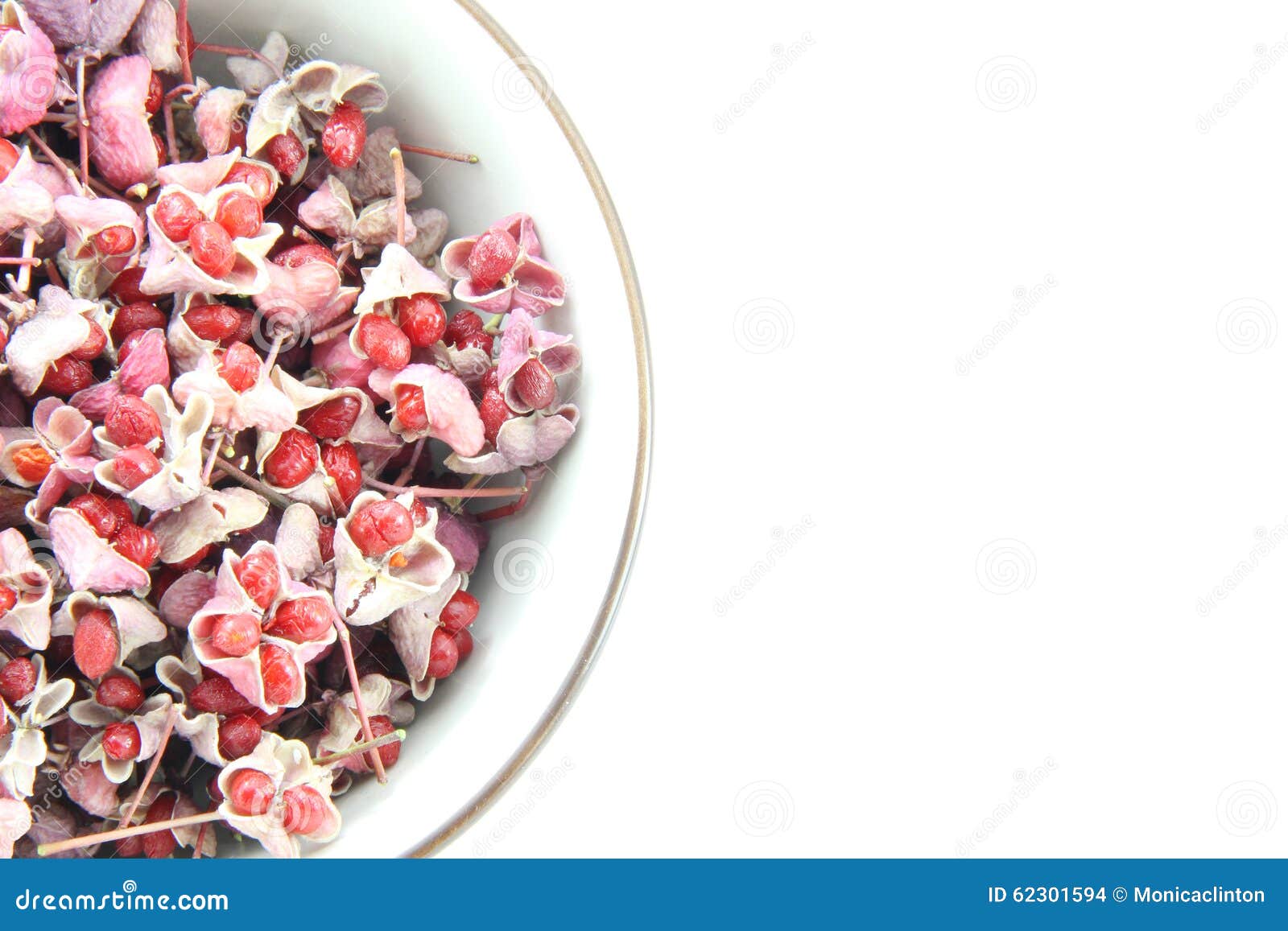 Autumn Wild fruit seed stock photo. Image of nature, plant 62301594