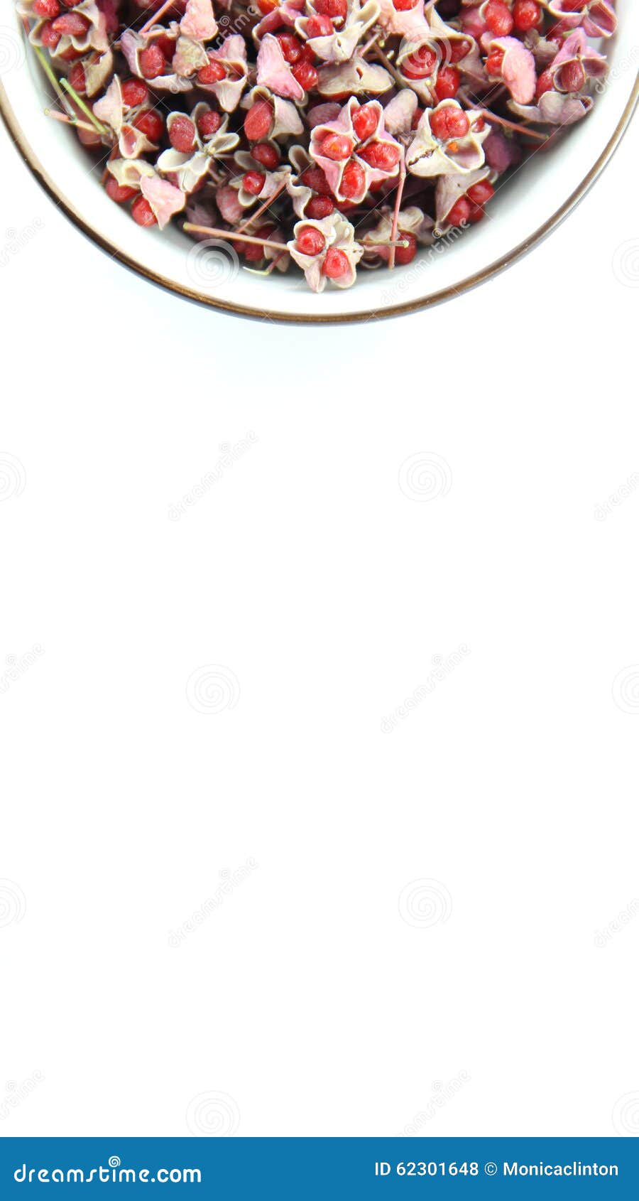 Autumn Wild fruit seed stock photo. Image of nature, people 62301648