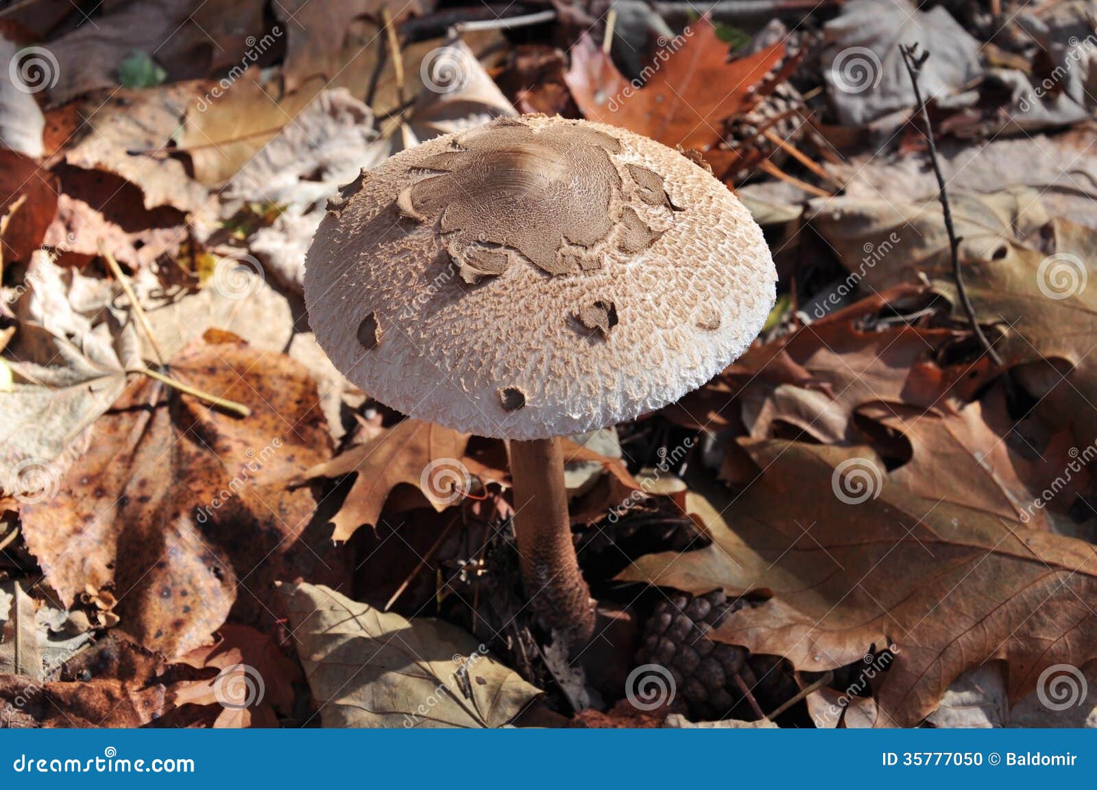 Autumn wild mushrooms stock photo. Image of fibrous, spores 35777050