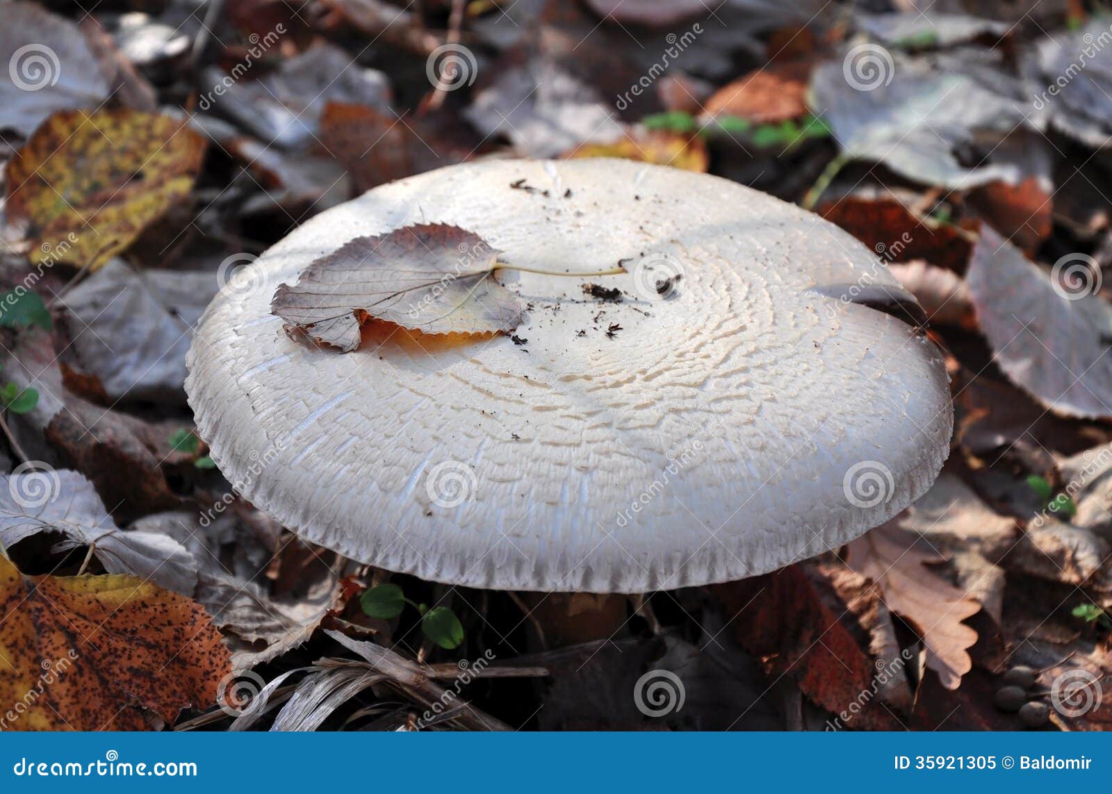 Autumn wild mushrooms stock image. Image of fibrous, colors 35921305