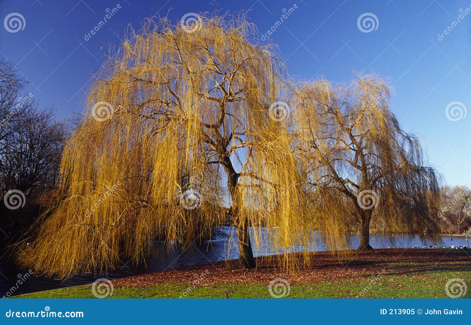 Autumn Willow Stock Image Image Of Aboreal Autumn Willow