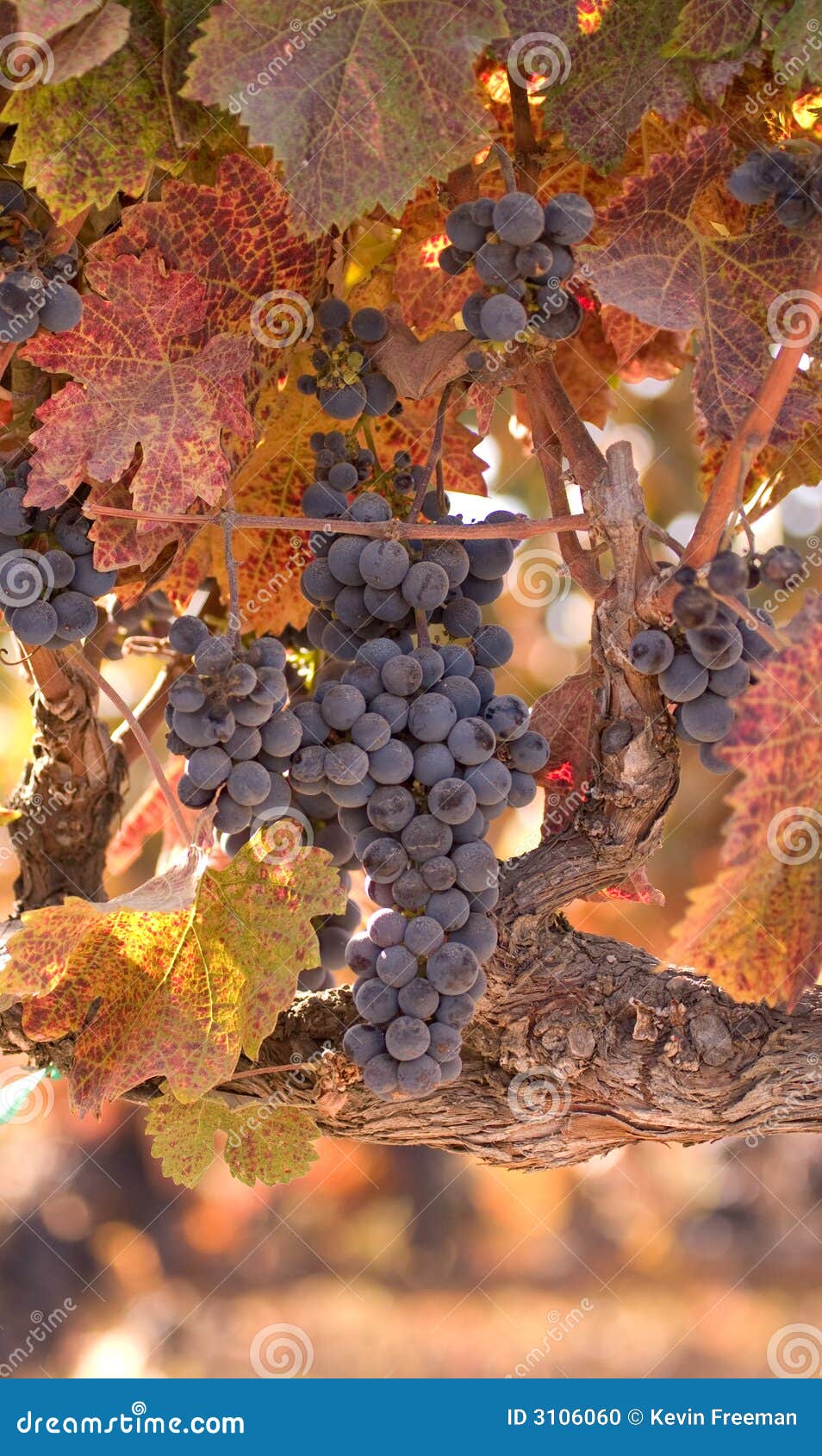 Autumn Wine Harvest stock photo. Image of fall, wine, vine 3106060
