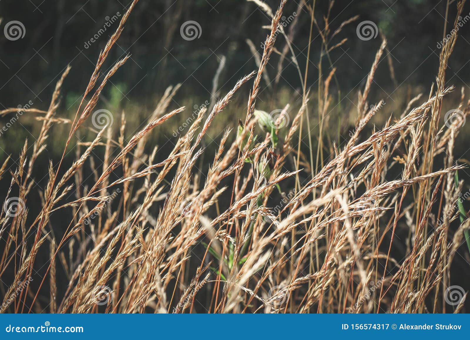 Autumn Withered Grass in a Field Sun-stained Brown Strollers Stock ...