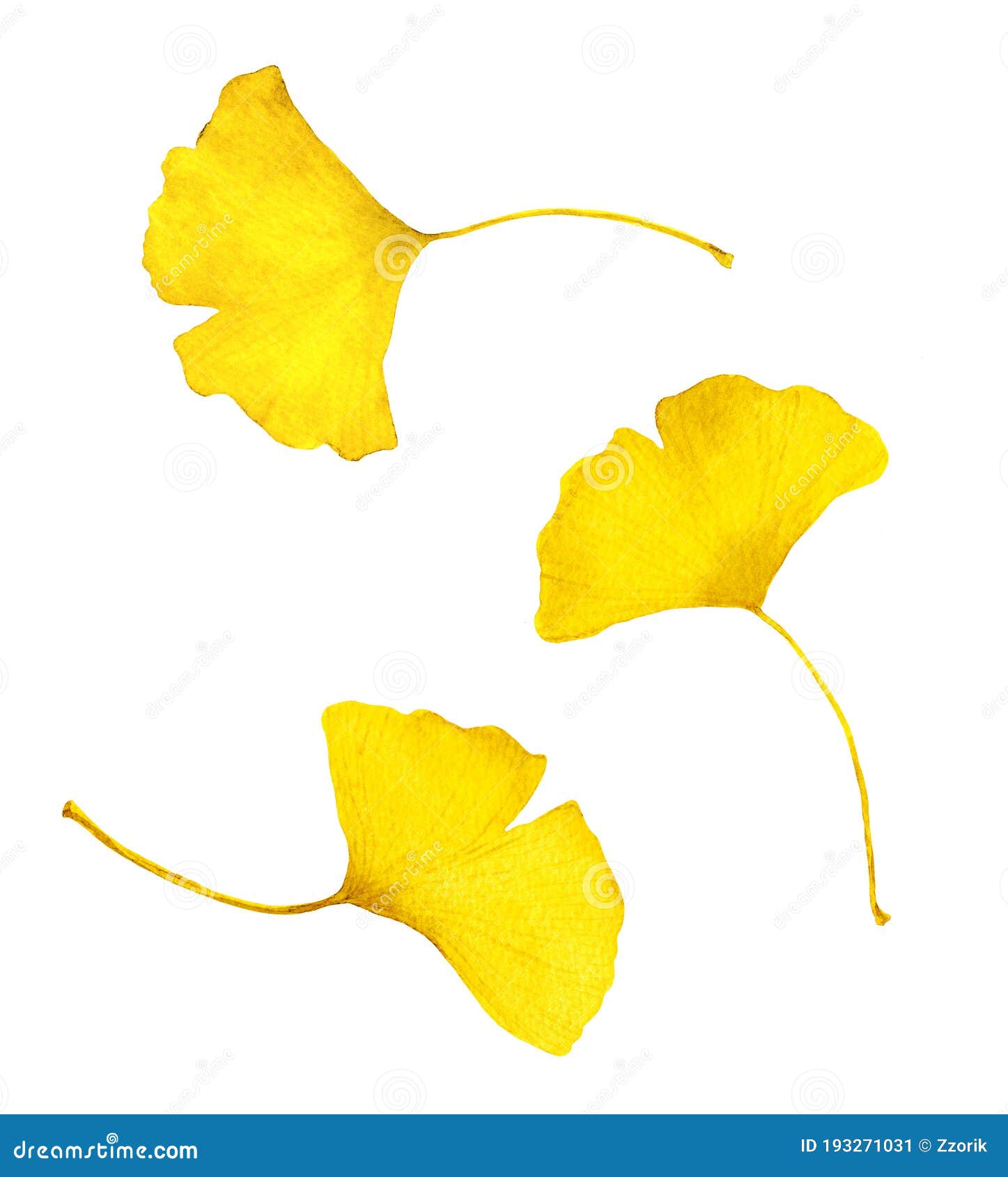 autumn yellow ginkgo leaves. watercolor seasonal 