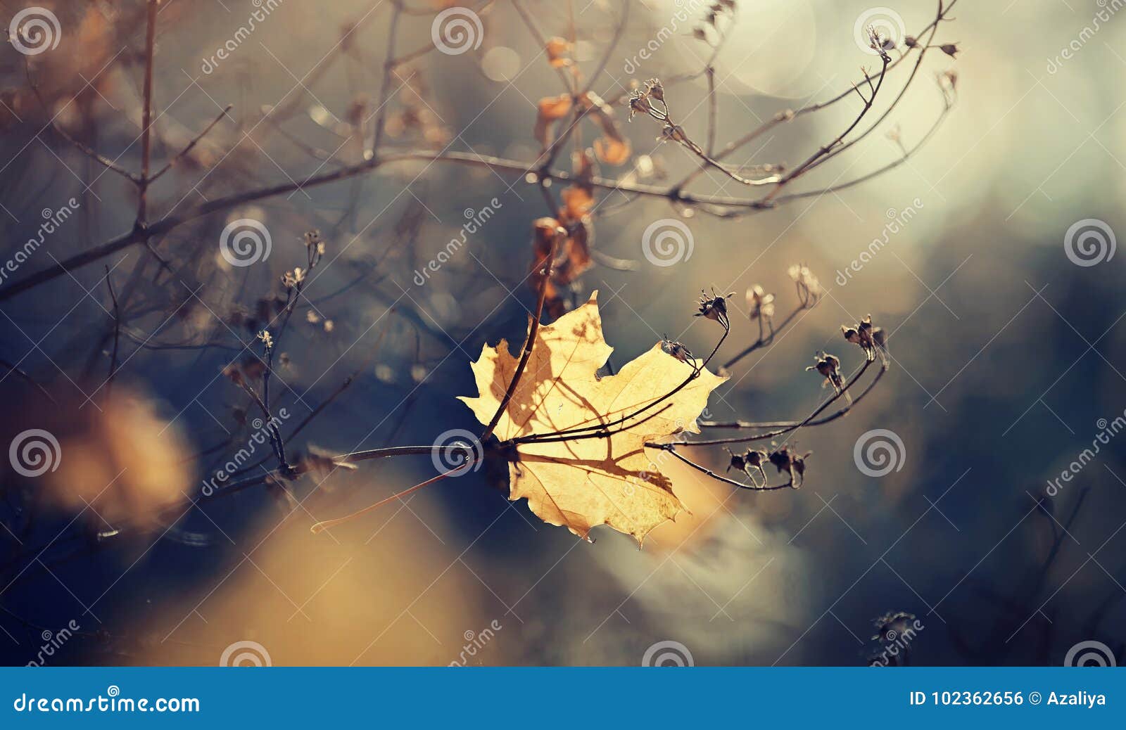 Autumn Lonely Maple Leaf Which Has Fallen and Got Stuck in Branches