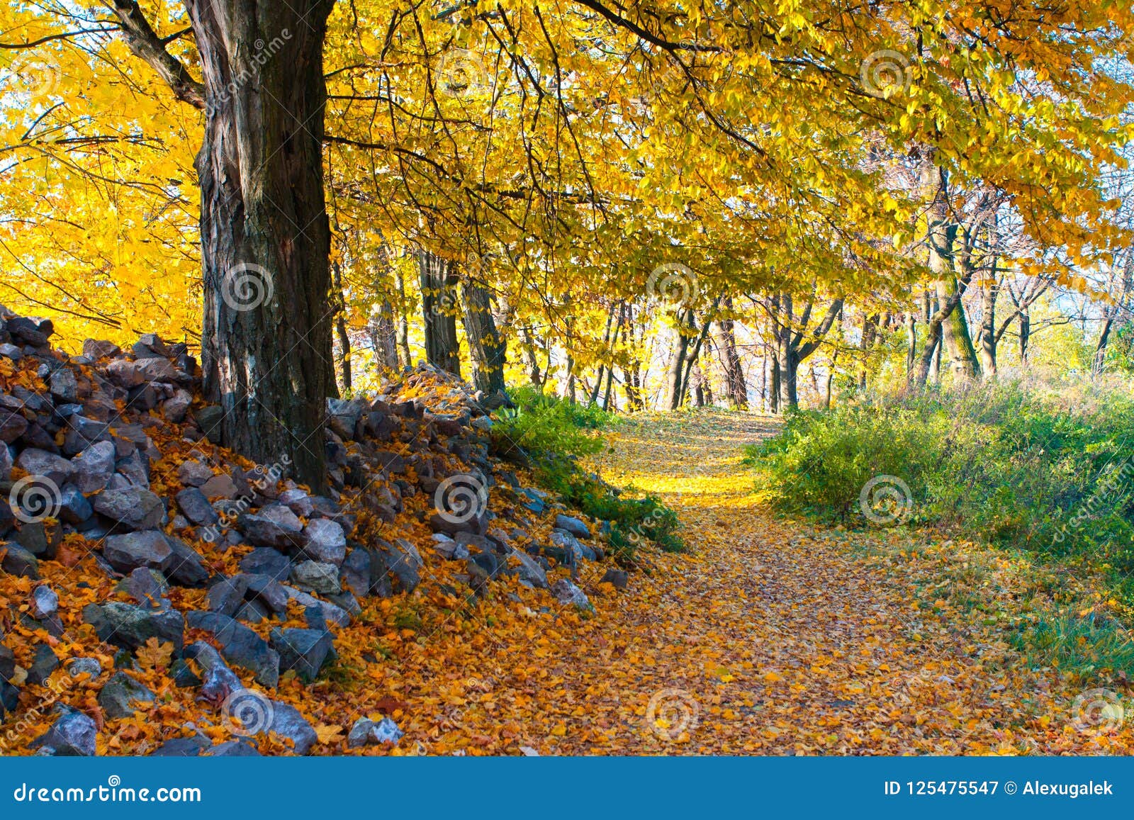 Autumn Yellow Tree. Fall in Park Stock Image - Image of gold, rural ...