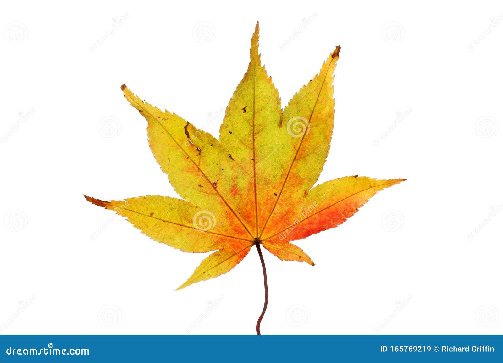 Autumnal acer leaf stock image. Image of acer, leaf - 165769219