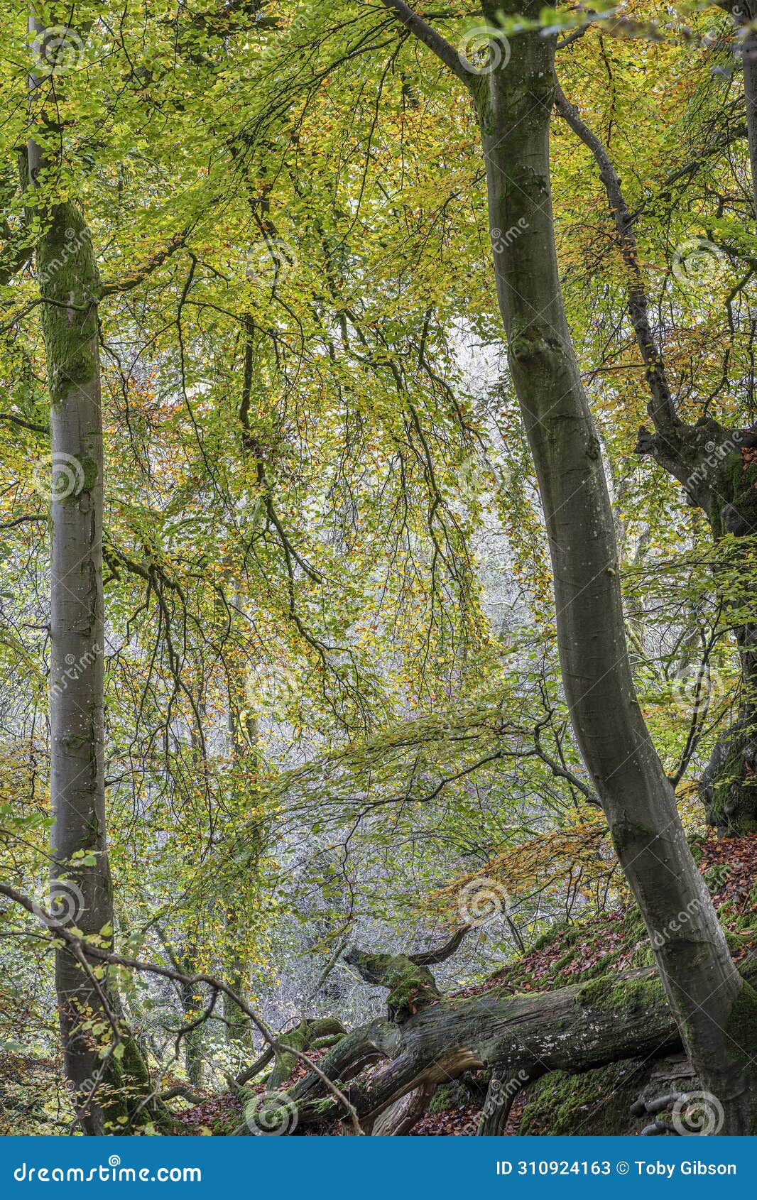 autumnal beech trees in llangynidr, wales