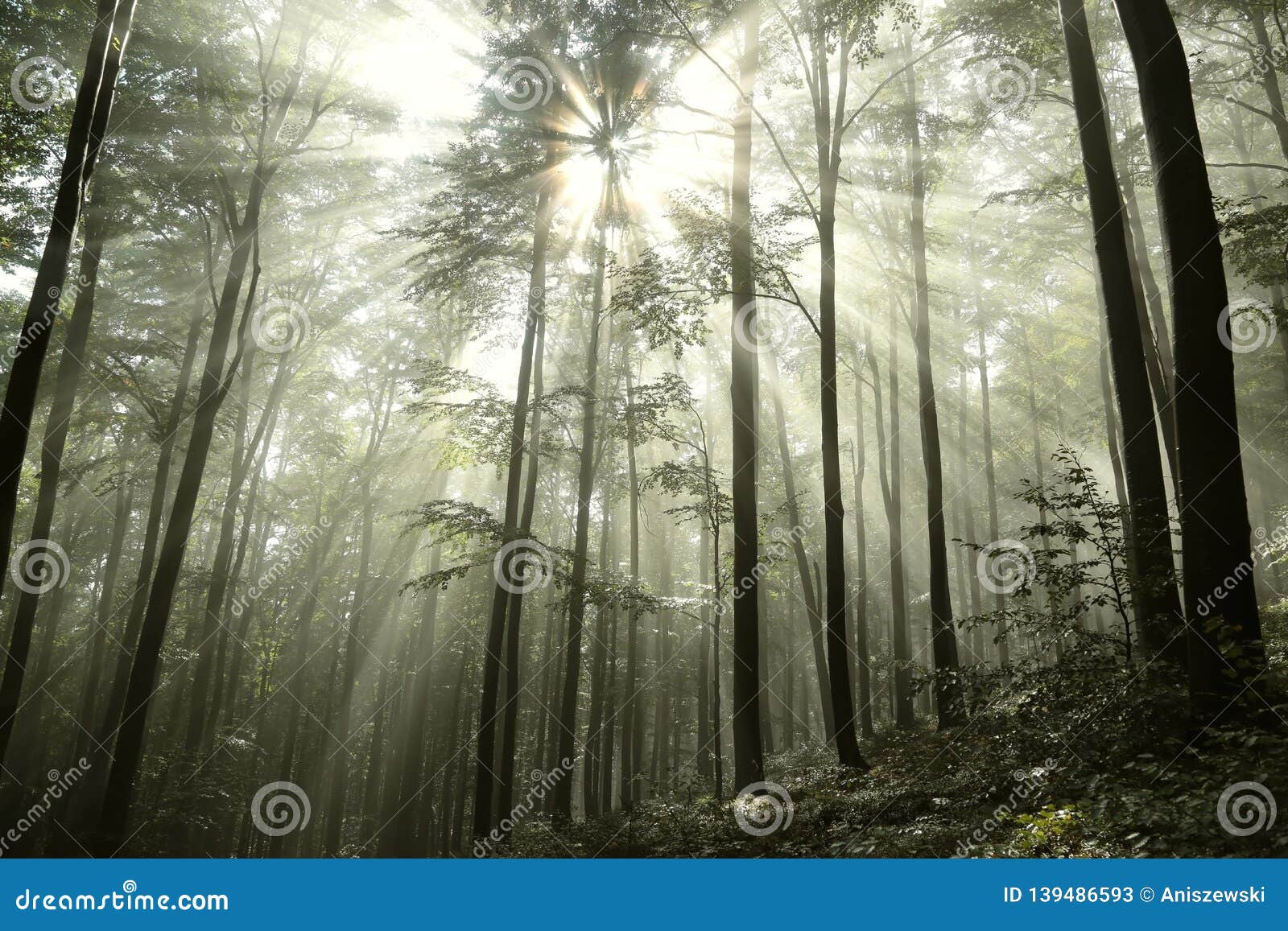 autumnal deciduous forest in the sunshine foggy weather branches of beech trees backlit by morning sun dense fog and sunlight