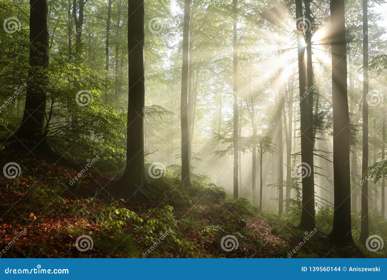 autumnal deciduous forest in the sunshine foggy weather branches of beech trees backlit by morning sun dense fog and sunlight