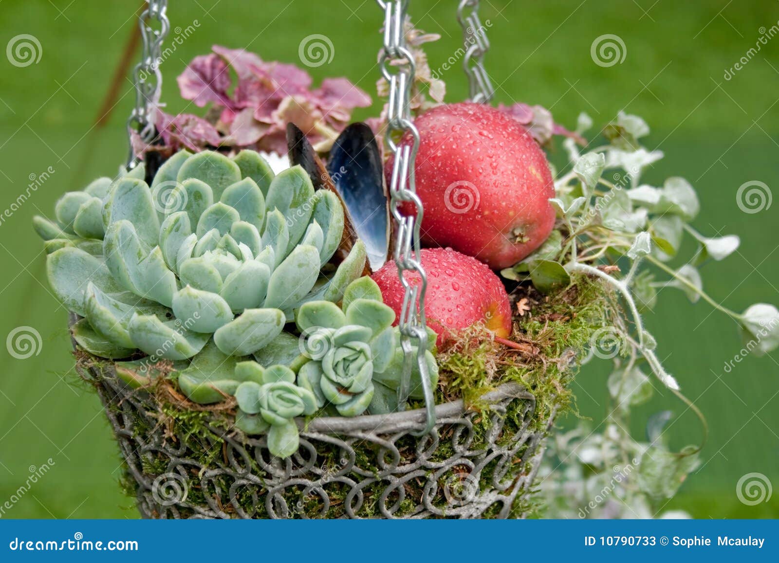 Autumnal Decorational Hanging Basket Stock Image Image of