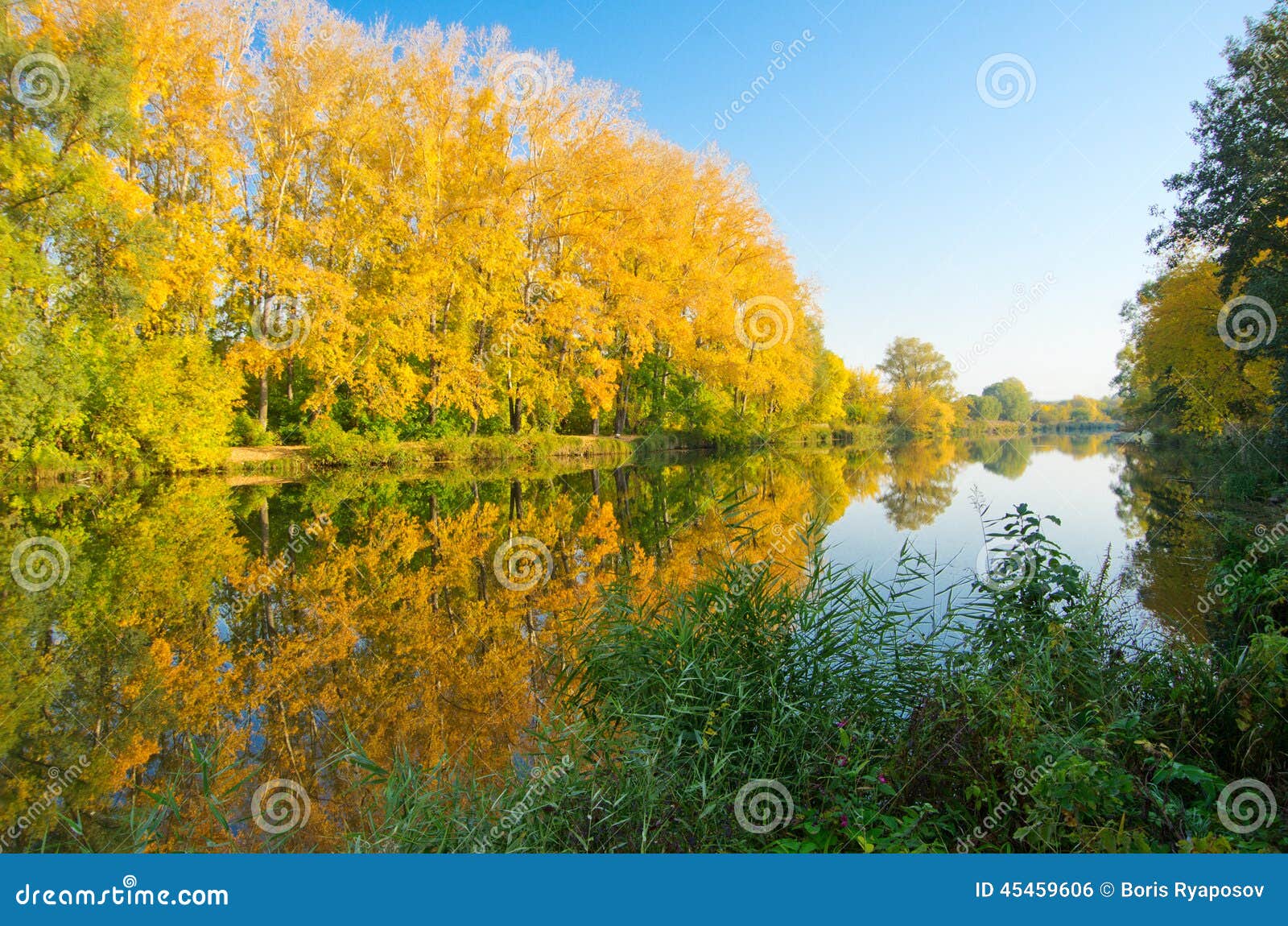 Autumnal forest on river coast