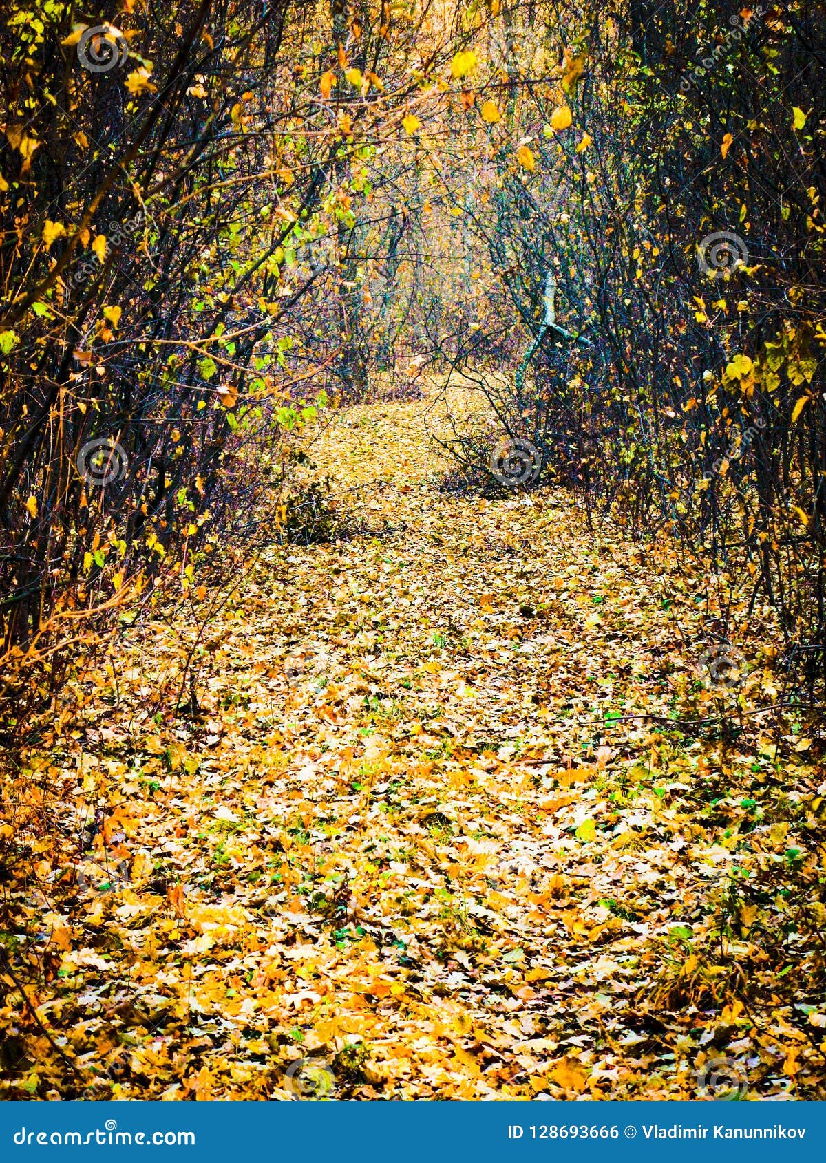 Autumnal Forest Road Stock Photo Image Of Path Shot 128693666