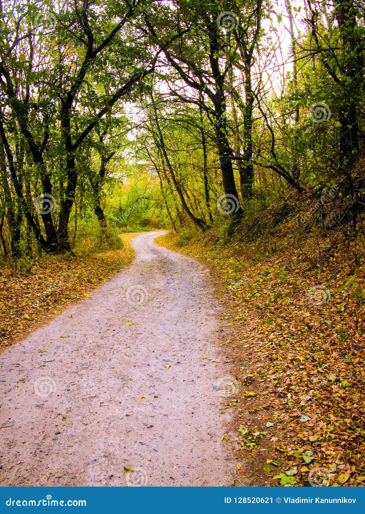 Autumnal Forest Road Stock Image Image Of Yellowed 128520621
