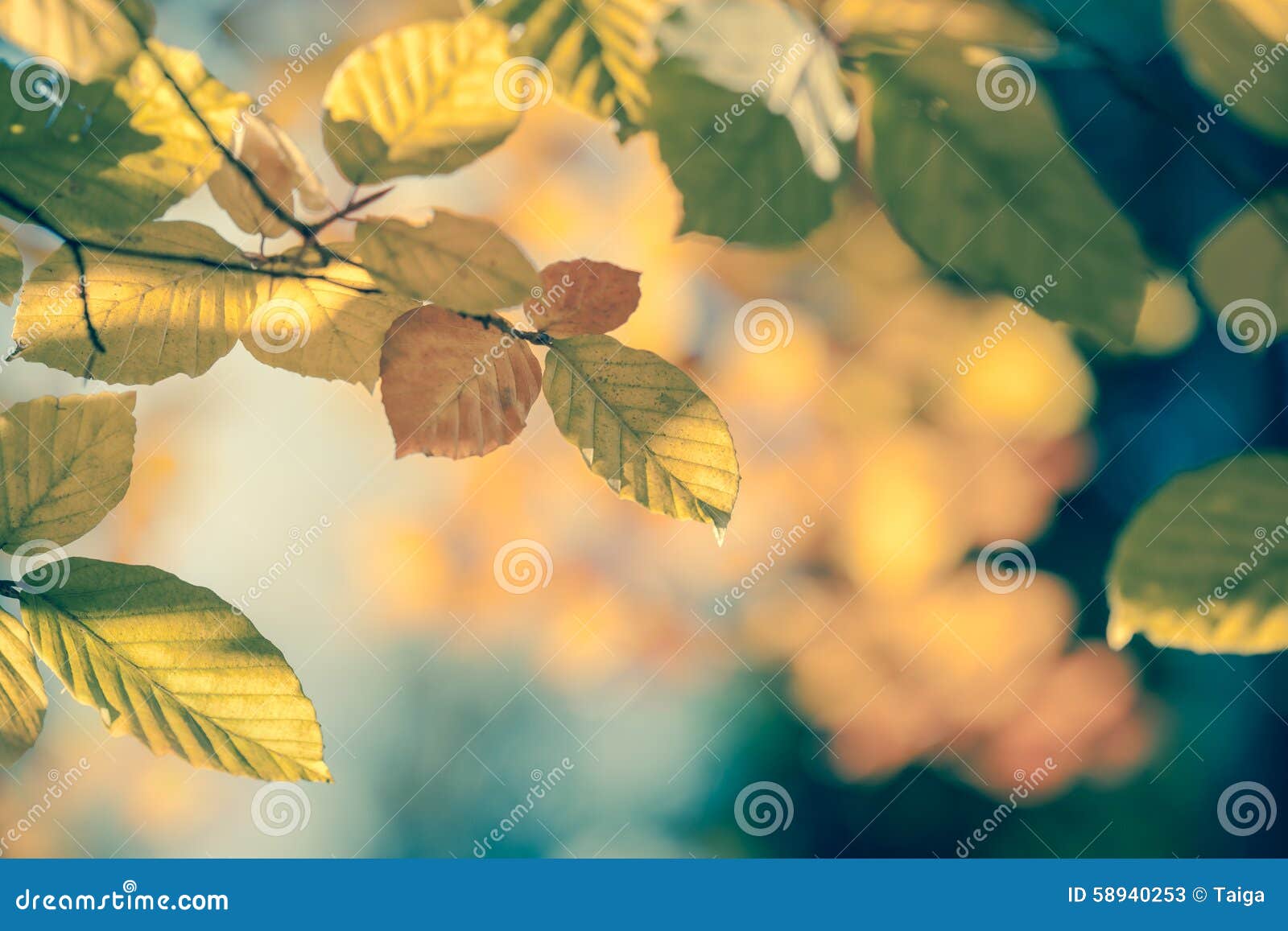 autumnal leaf vintage background soft focus and color