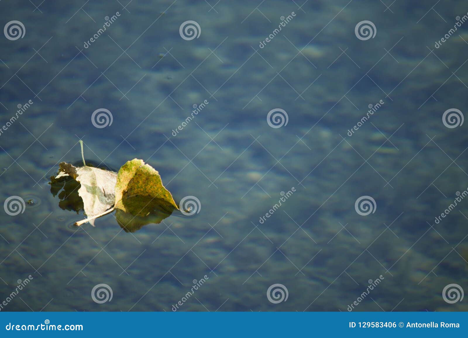 autumnal leaves on the lake