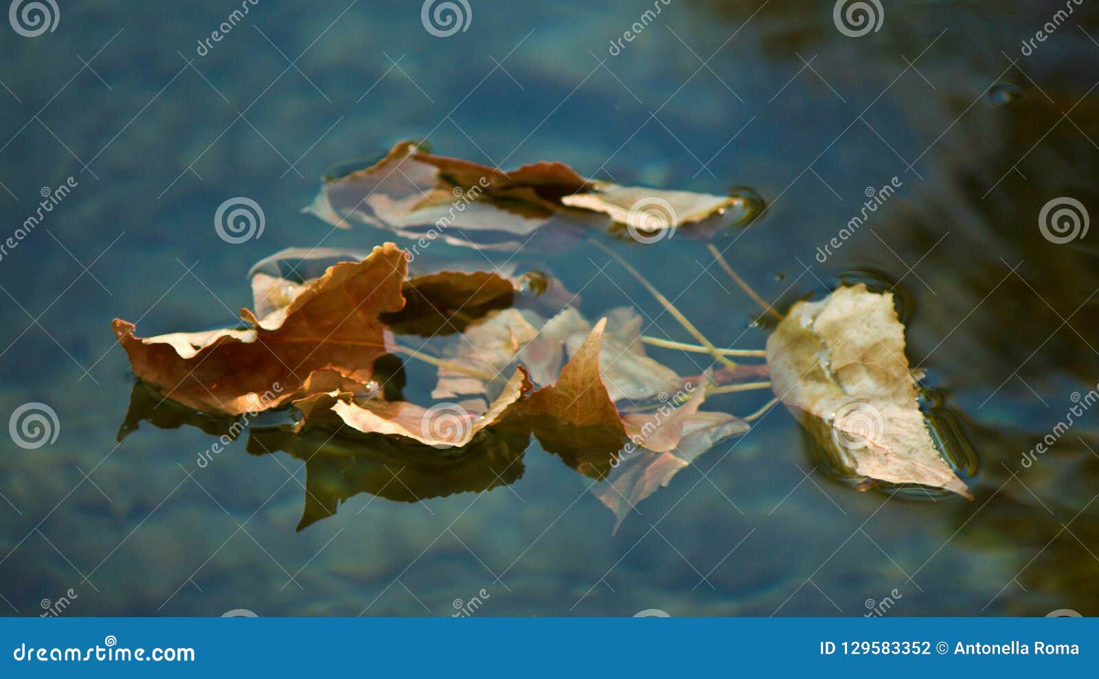 autumnal leaves on the lake