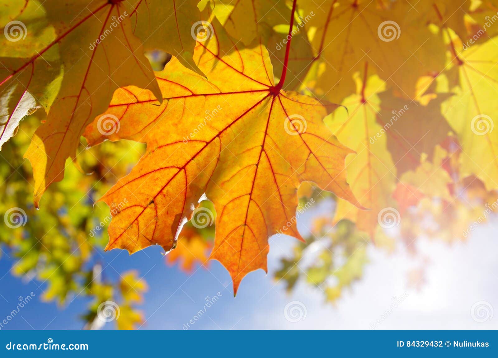 autumnal maple leaves in blue background