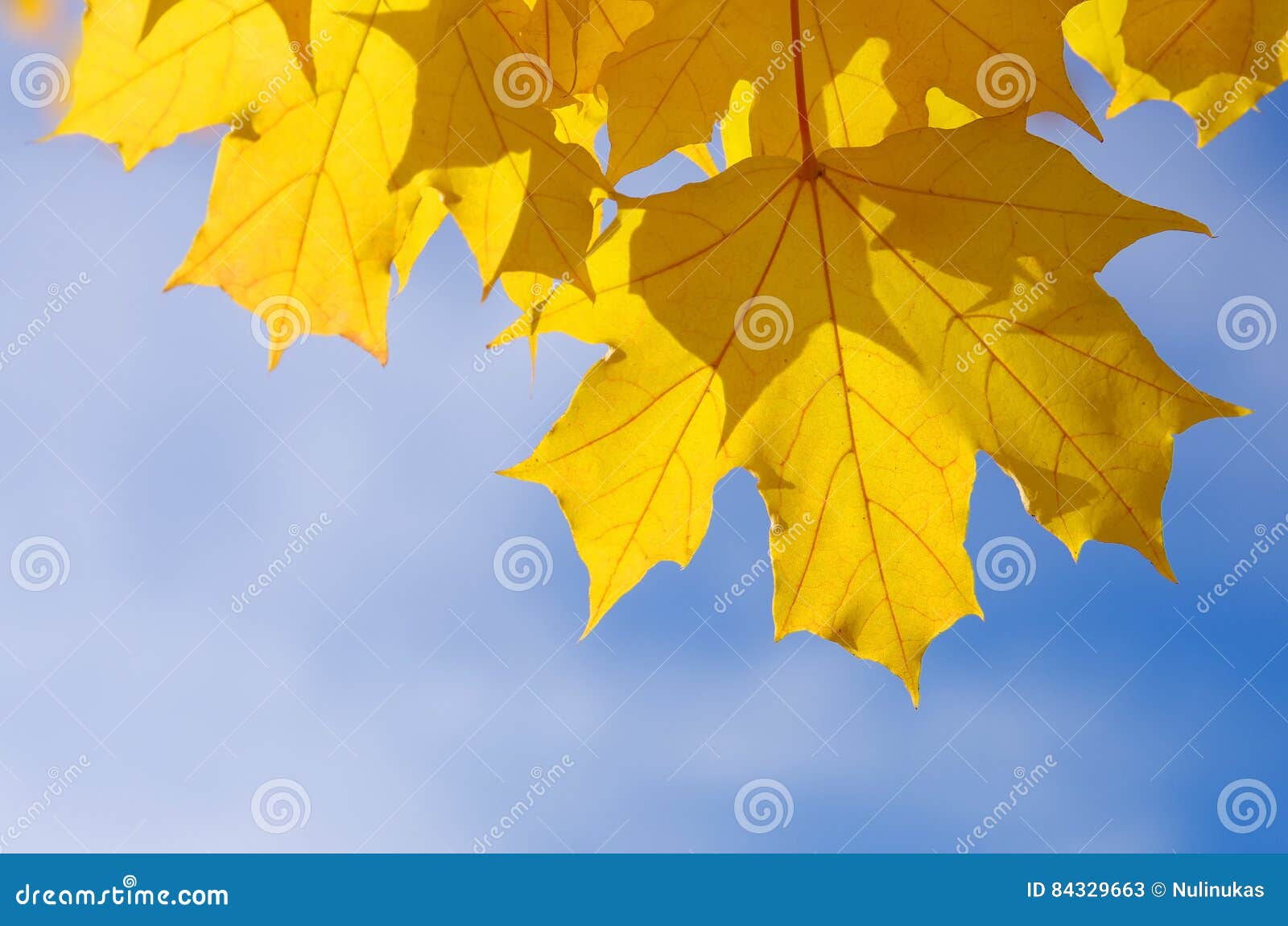 autumnal maple leaves in blue background