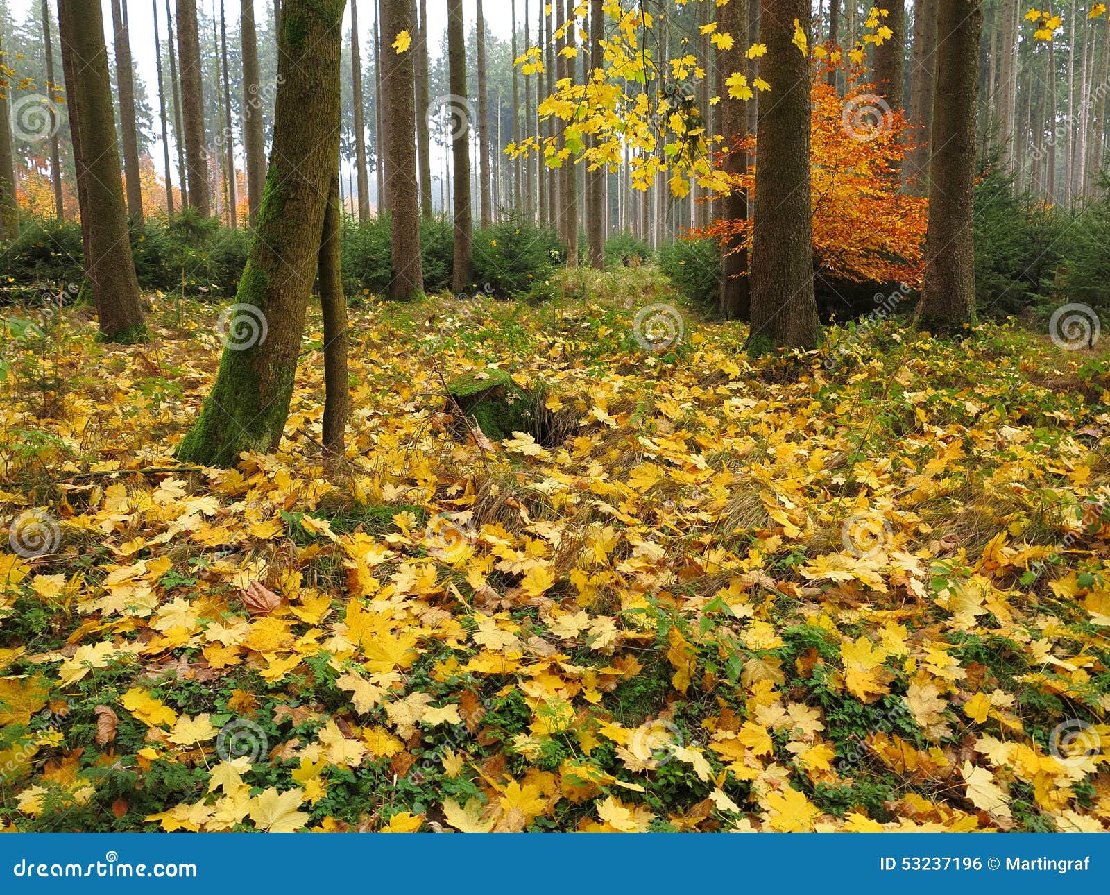 Autumnal Maple Tree Forest Floor Stock Photo - Image: 53237196