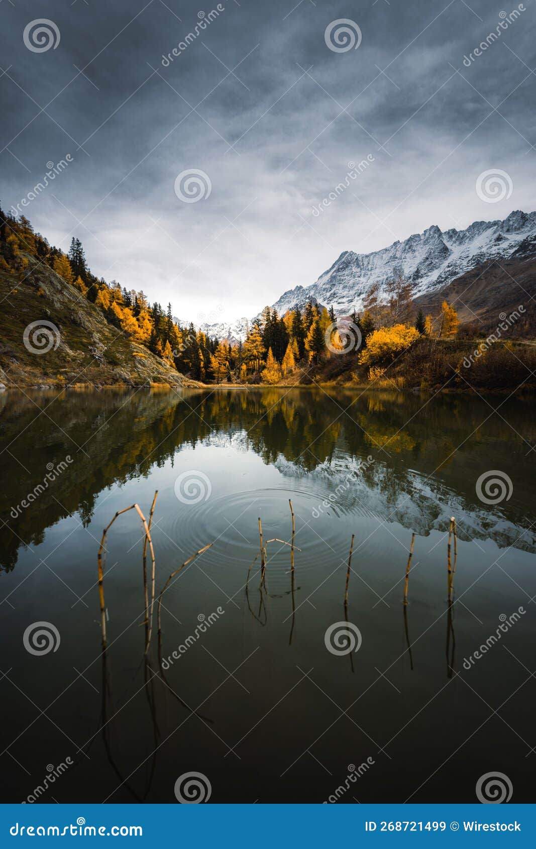 autumnal moody atmosphere, snowy mountains and larches reflecting in schwarzsee mountain lake