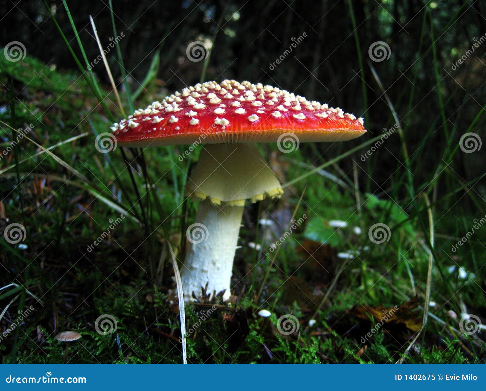 autumnal mushrooms