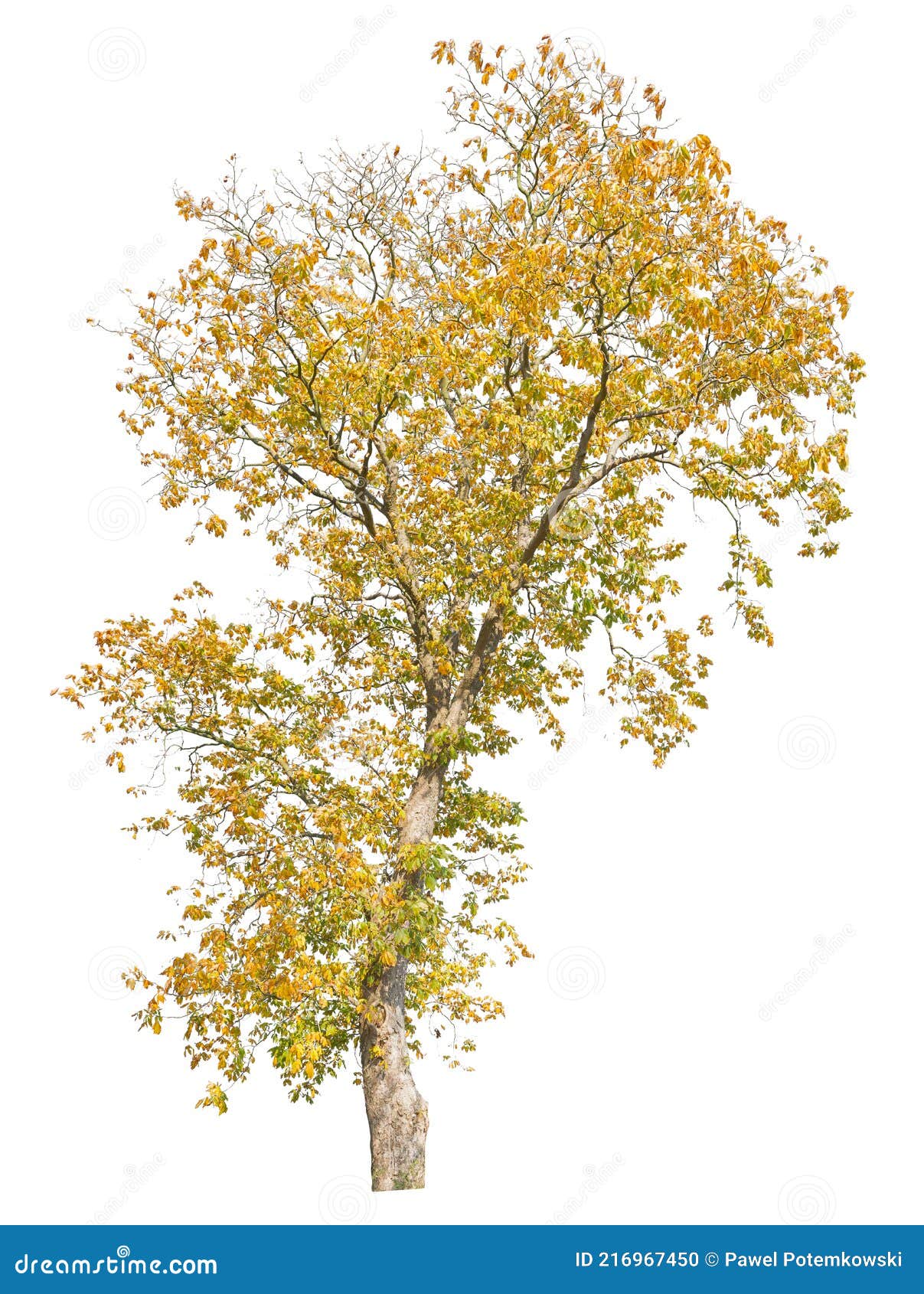 autumnal oak tree  on white background, cutout tree
