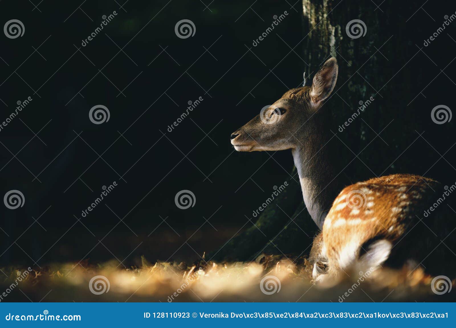 Autumnal Scene Adorable Fallow Deer Lying Under the Tree in Falling