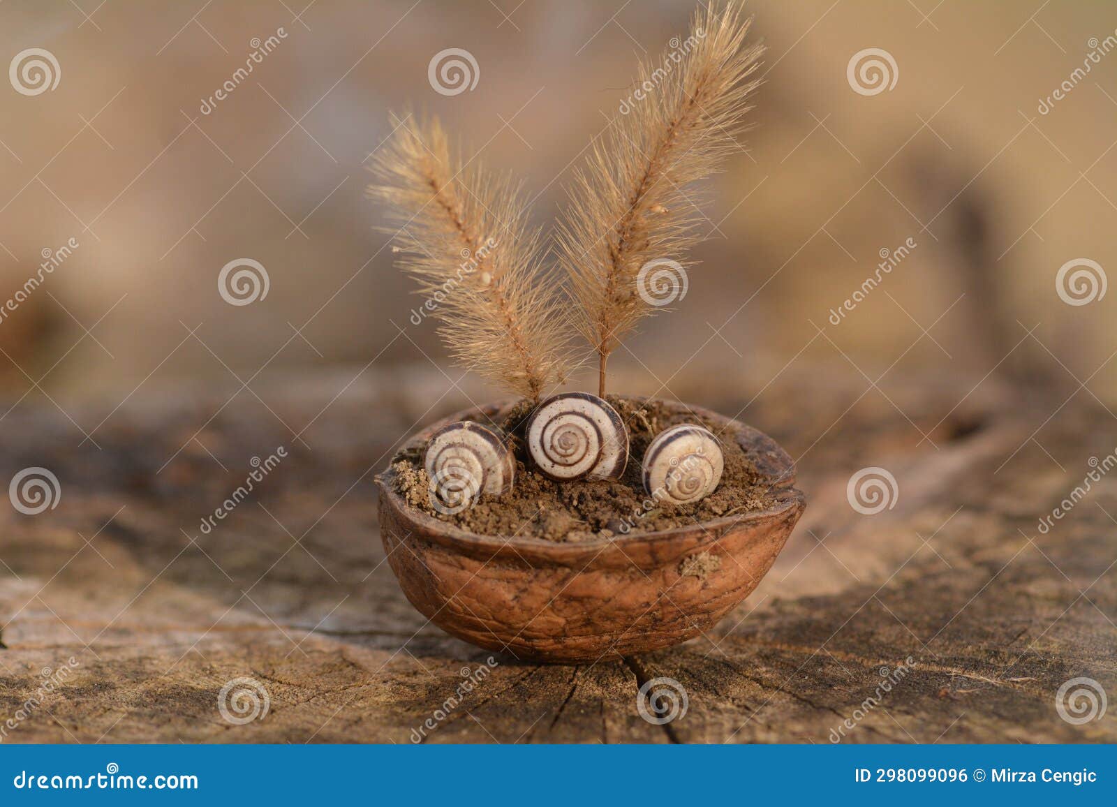 autumnal still life photo with walnut, snail and grass.