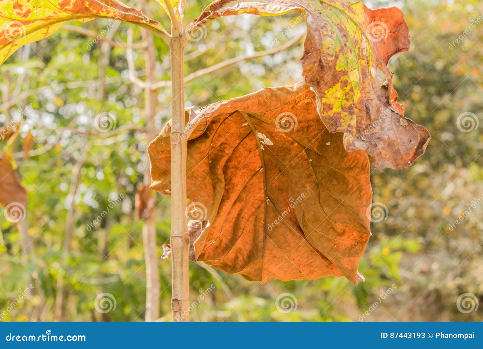 Autumnal Tree Branch with Dry Leaves. Stock Image Image of color