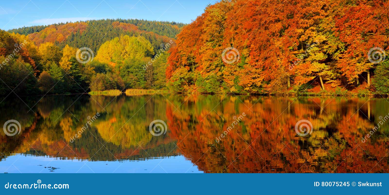 Autumnal Trees Reflection In The Lake Water Stock Image Image Of