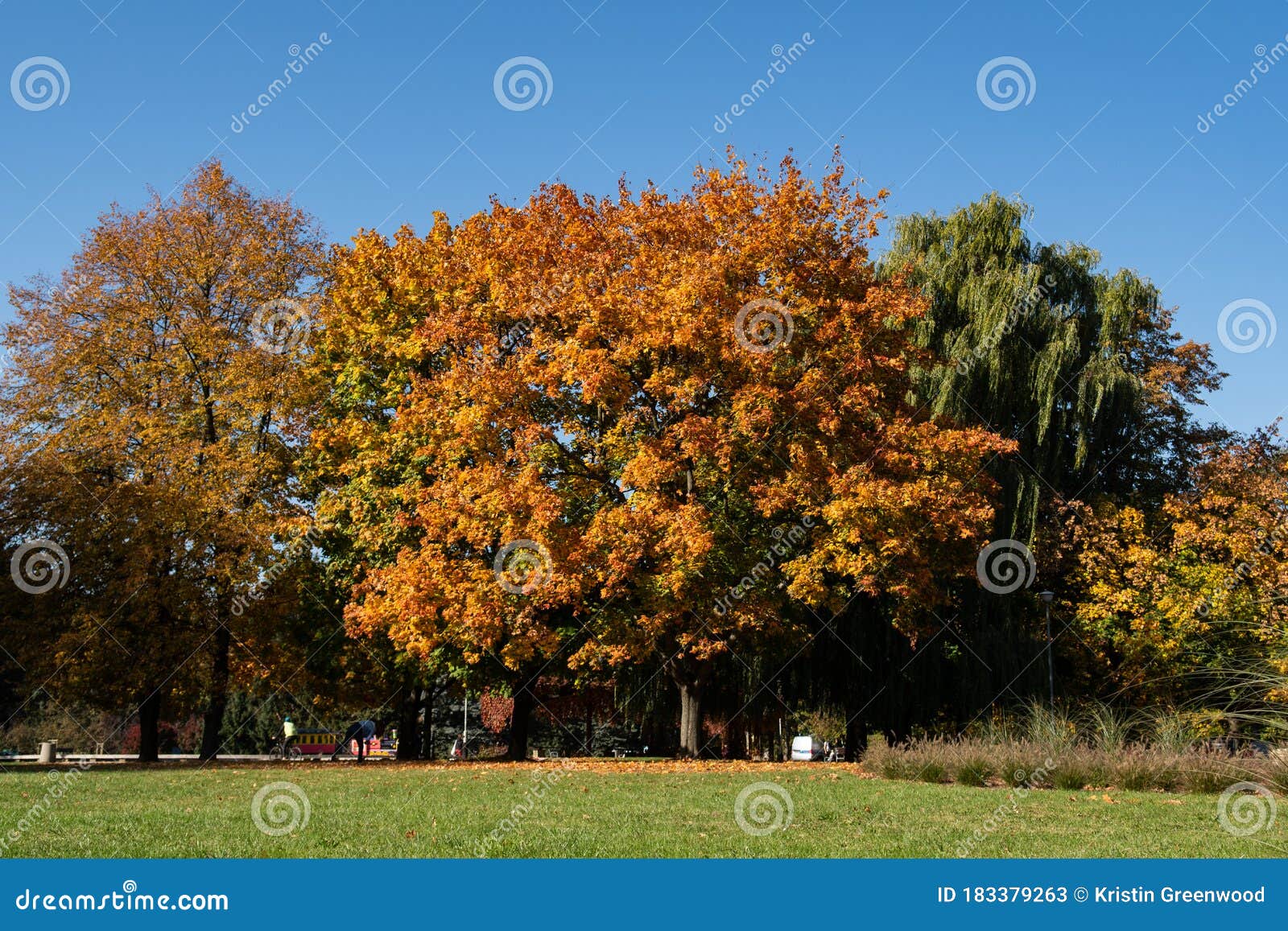 autumnal trees in rzeszow, poland