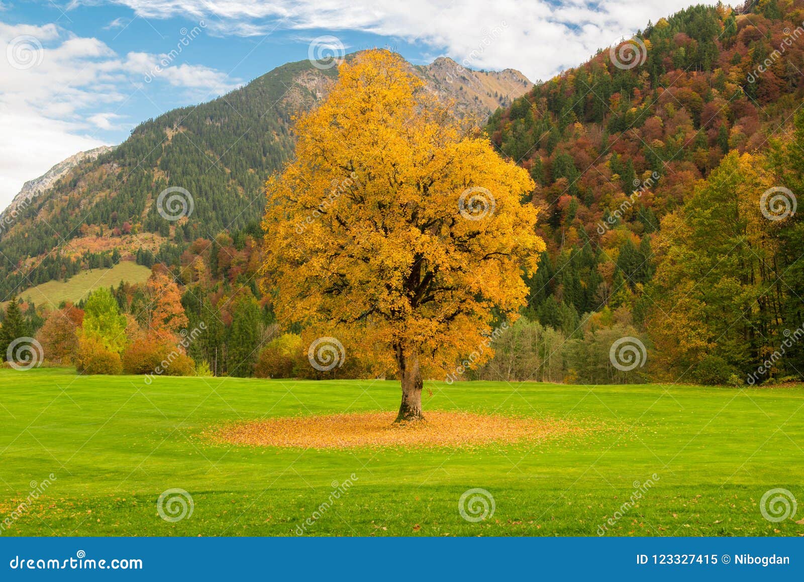 autunm tree in a golf park