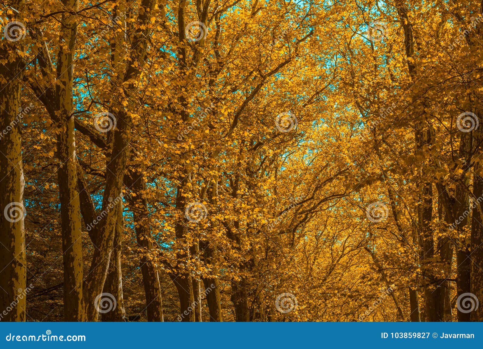 autunm trees in the park, perfect fall scenery