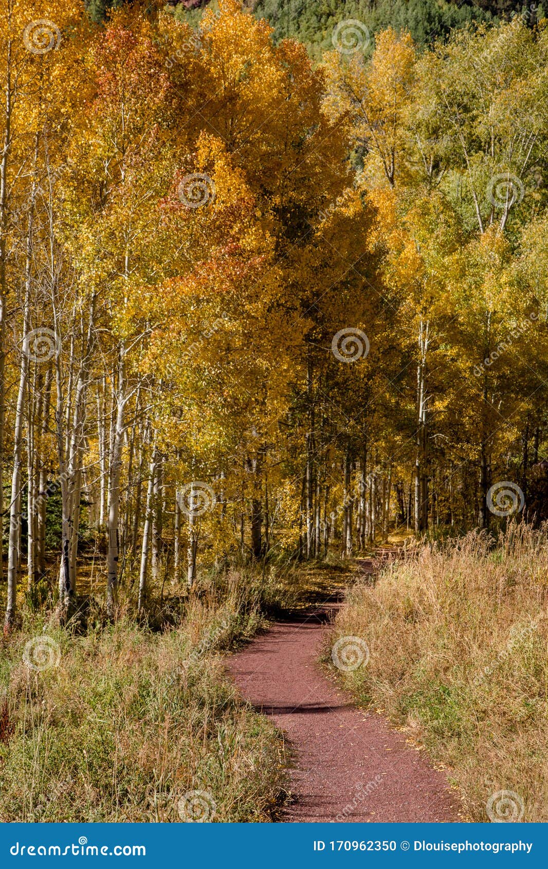 In autunno una pista di atterraggio fuori dal centro di Telluride Colorado. Il fogliame cadente si illumina su questa bella pista di escursionismo a Telluride il giorno dell'autunno di settembre