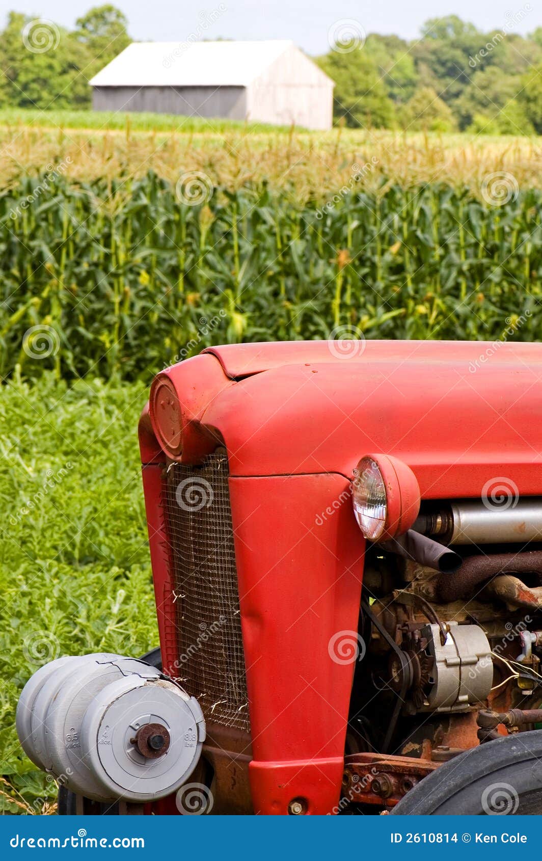 Avant d'entraîneur rouge de ferme. Une vue de l'avant d'un vieil entraîneur rouge de ferme sur le bord d'un champ de maïs avec une grange en bois dans la distance.