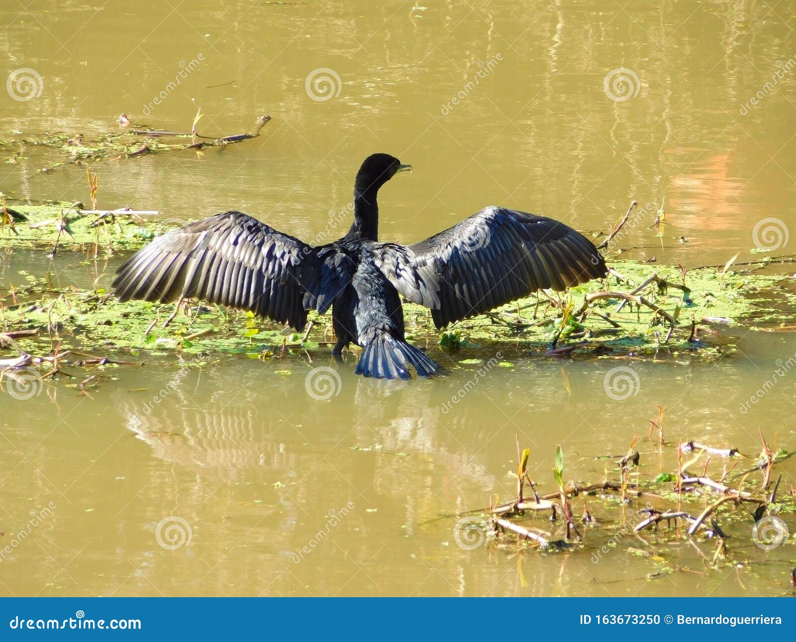 cormorant negro asoleandose en el rio