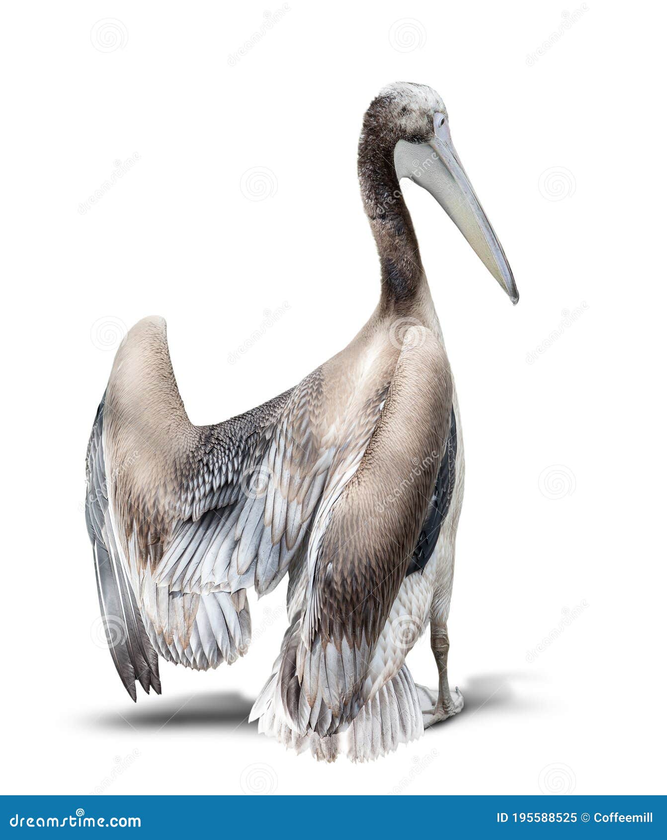 528 Bebe Pelicano Fotos Libres De Derechos Y Gratuitas De Dreamstime