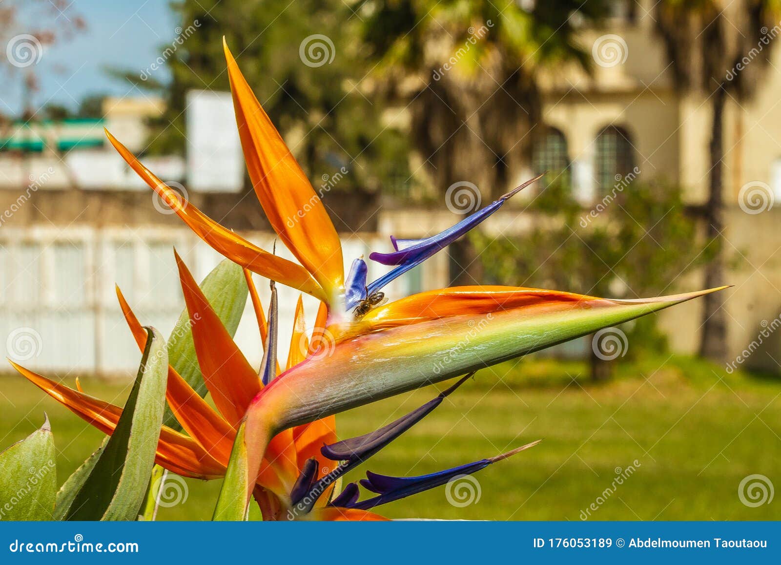 Ave de la flor del paraíso imagen de archivo. Imagen de agricultura -  176053189