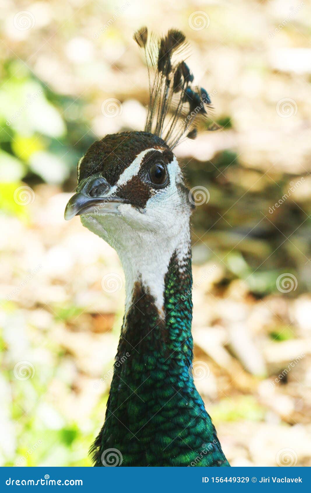 Ave de pavo real imagen de archivo. Imagen de peacock 156449329