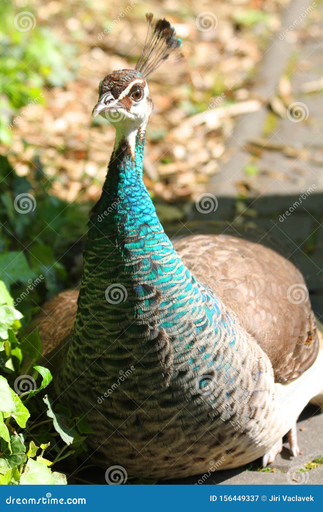 Ave de pavo real imagen de archivo. Imagen de peacock 156449337