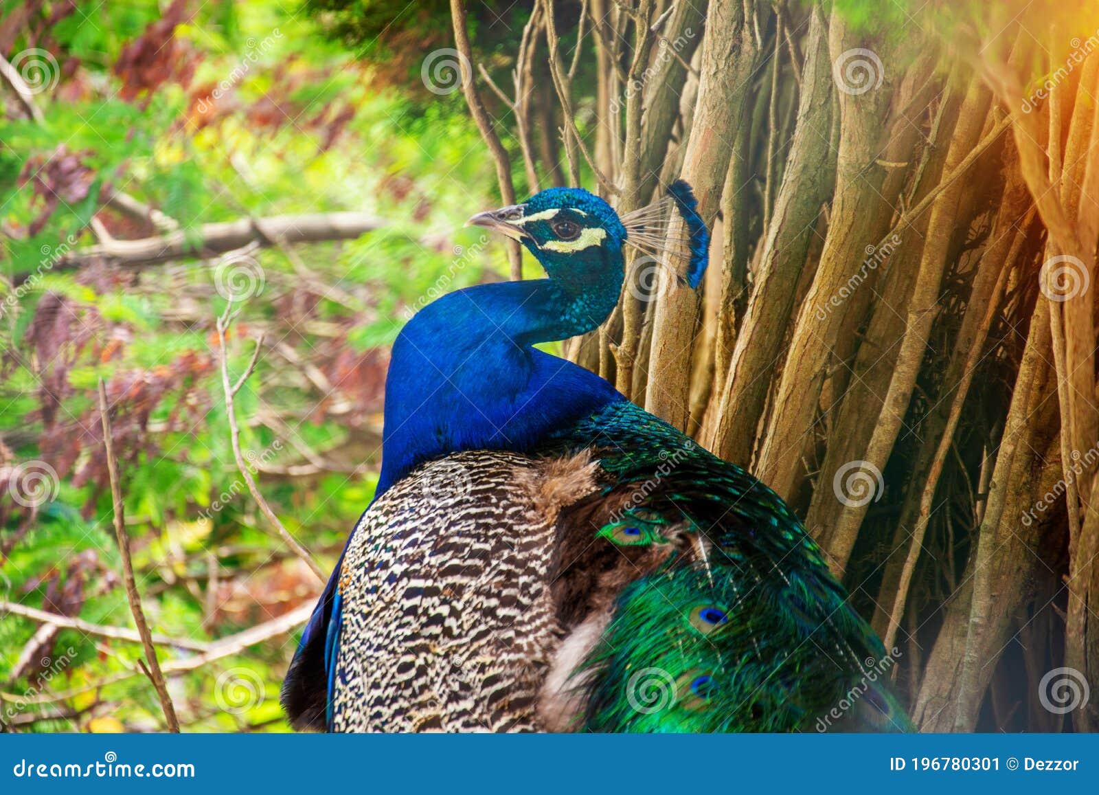 Ave Pavo Real Cerca De Un Parque Subtropical Imagen de archivo Imagen