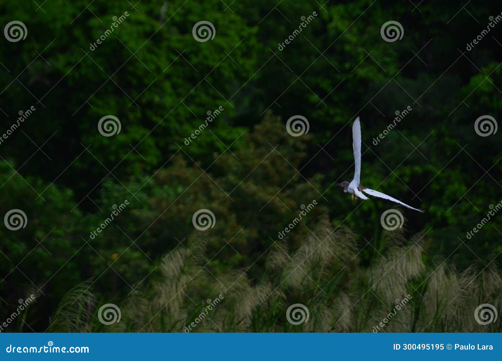 ave sobrevolando zonas pantanosas en plena naturaleza