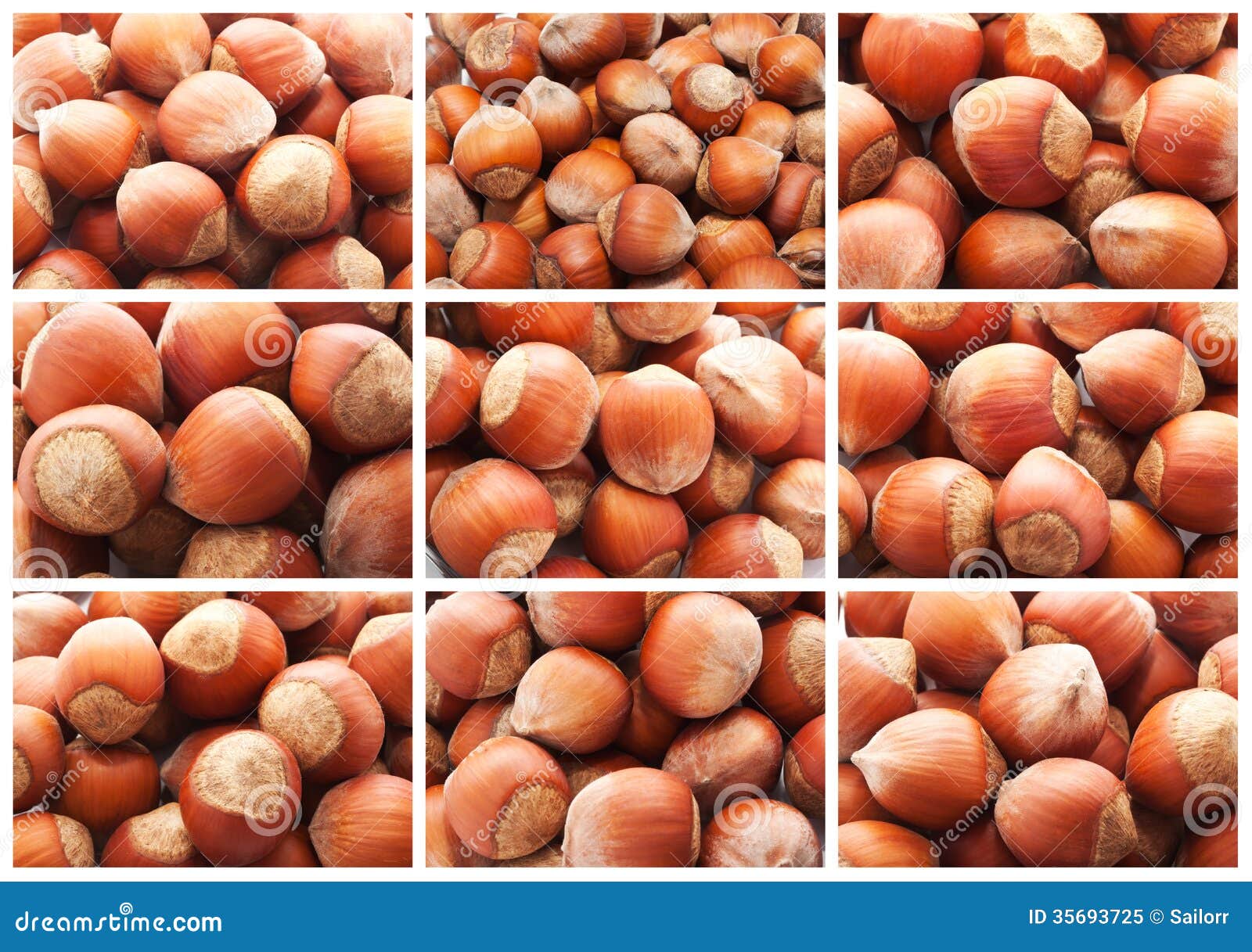 Avellanas O Nueces De La Avellana Imagen de archivo Imagen de sano