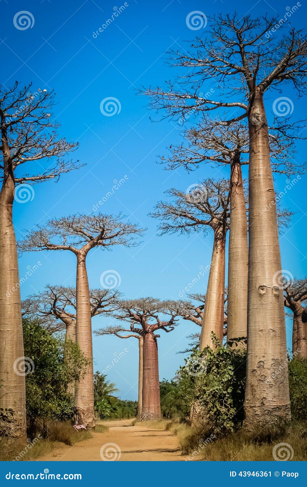 avenida de baobab
