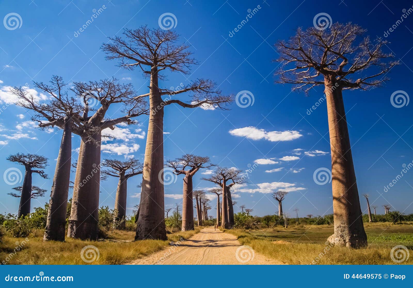 avenida de baobab