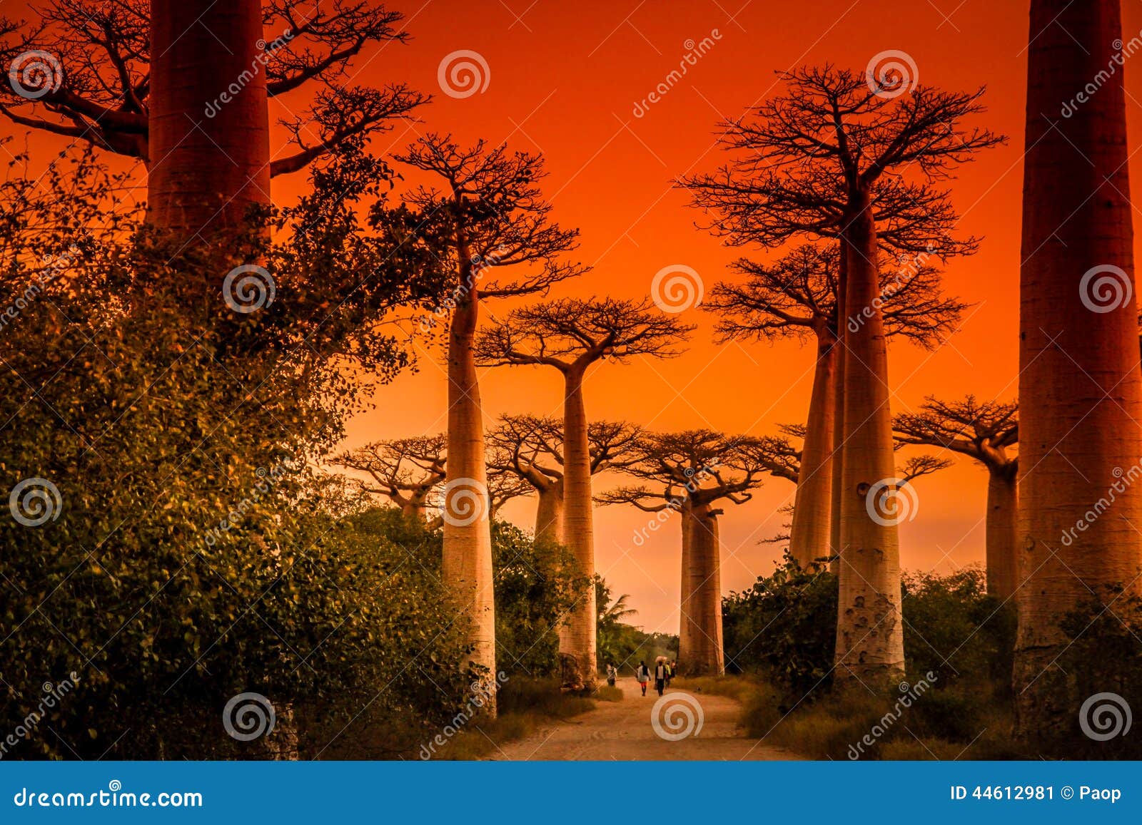 avenida de baobab at sunset