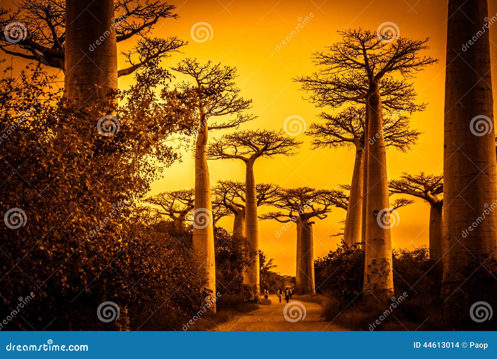 avenida de baobab at sunset