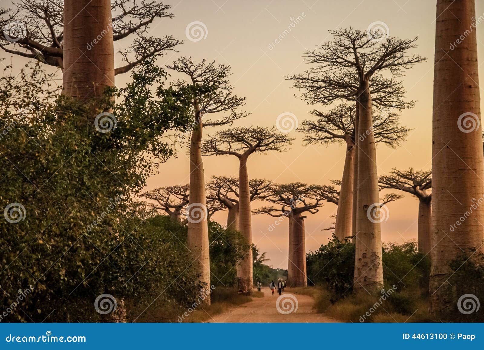 avenida de baobab at sunset