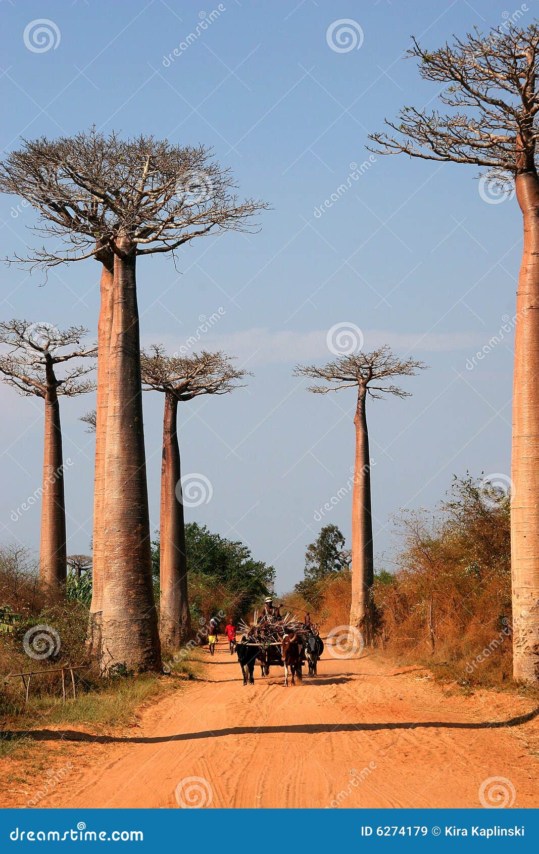 avenue de baobab, madagascar